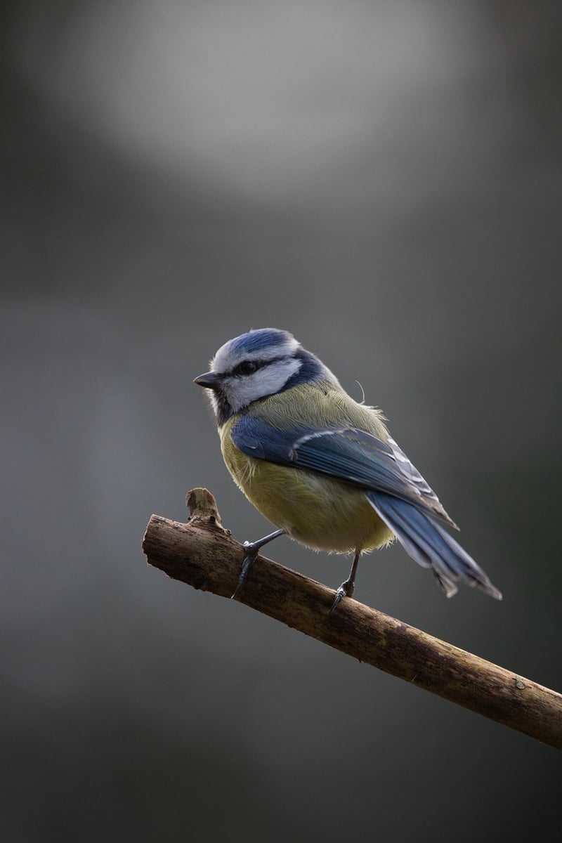 Bird Feeder