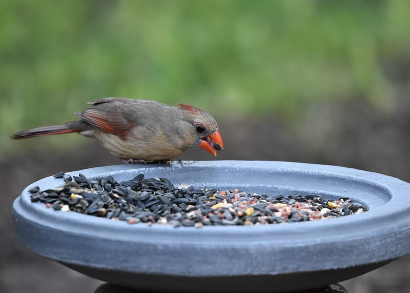Plastic Bottle Bird Feeder